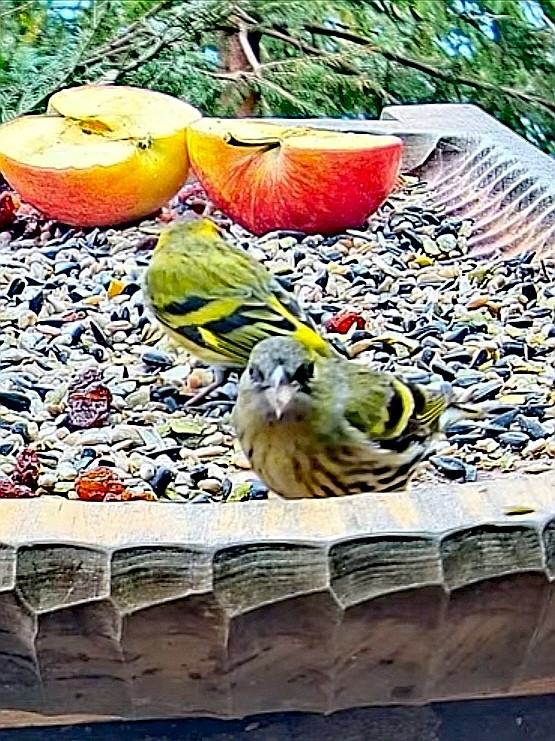 livebirdspoland_14e0d572ea0676ba66342012e0c14215.jpg