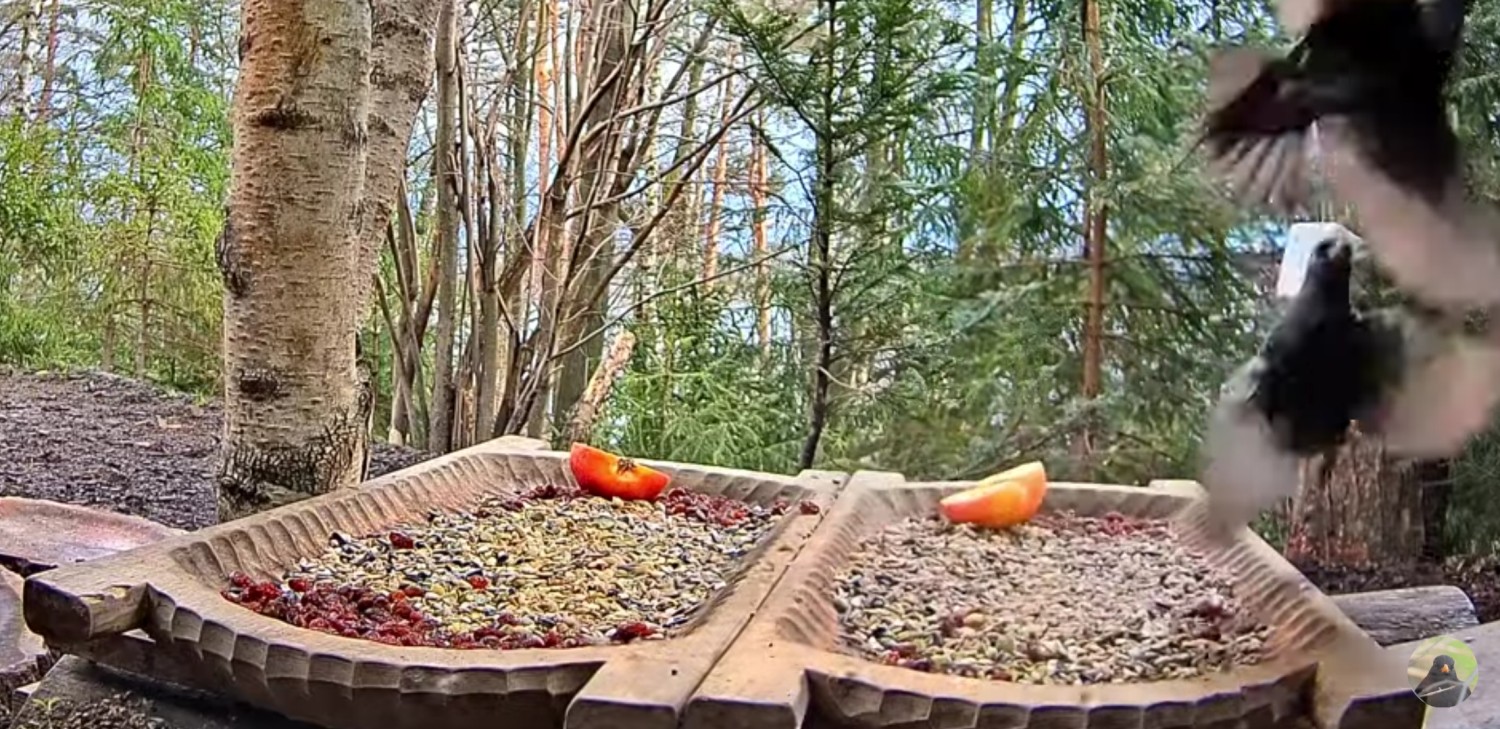 livebirdspoland_906e8f348f3ee6c5de8d37db93459231.jpg