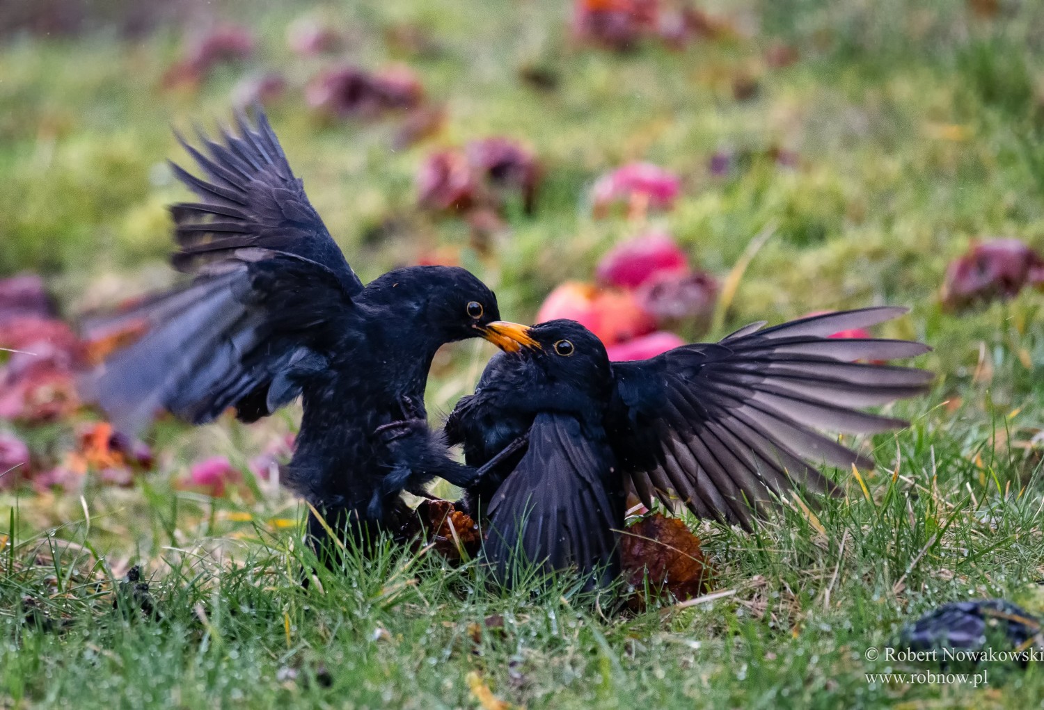 livebirdspoland_b757834ed68e2b3708a2fa937fd420c0.jpg