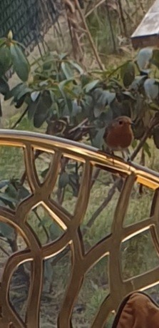 livebirdspoland_c9b8614d3a0639c39b7f30d367d3a012.jpg