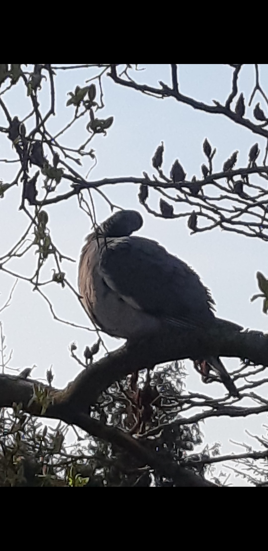 livebirdspoland_d6d106280f836f8b7593ad9223984728.jpg