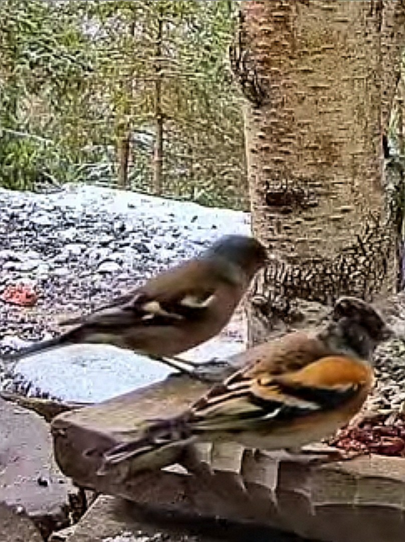livebirdspoland_a37df8c0a70425ec49c6064264c91c3e.jpg