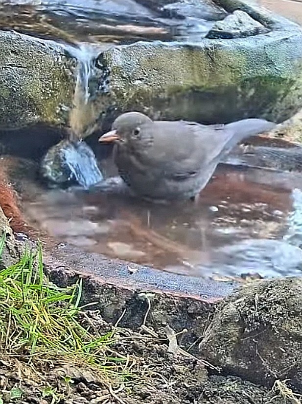 livebirdspoland_d9c3fcc82fbe0640a2c08e831109c6e1.jpg