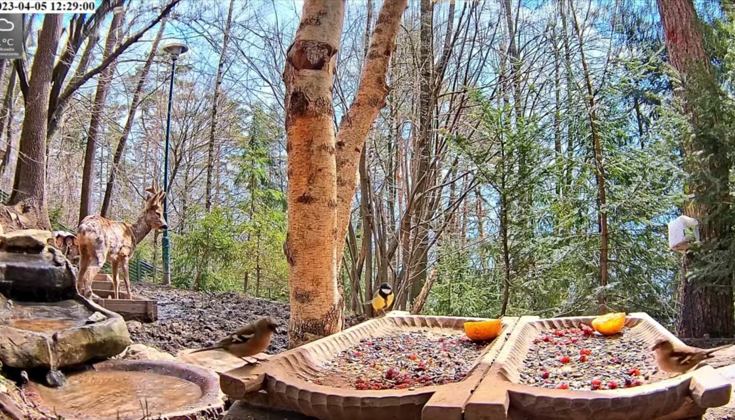 livebirdspoland_f8de9e00301e6b063d265da4cd1eee5a.jpg