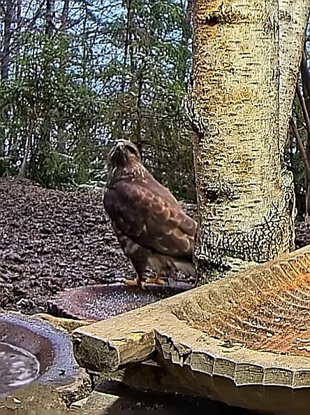 livebirdspoland_901be12d6f26c2e226725495a25b89b0.jpg