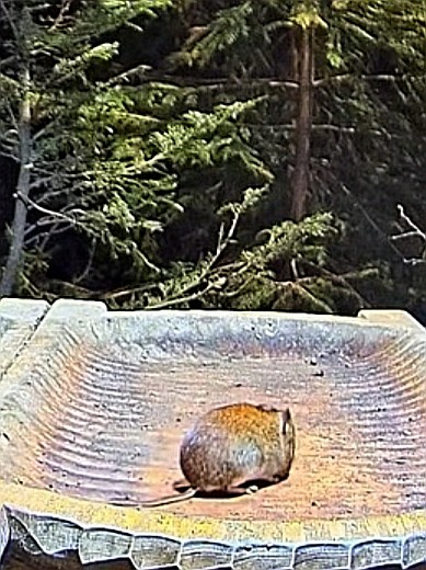 livebirdspoland_861fe9865934e9fc88ead92d8bd4700f.jpg