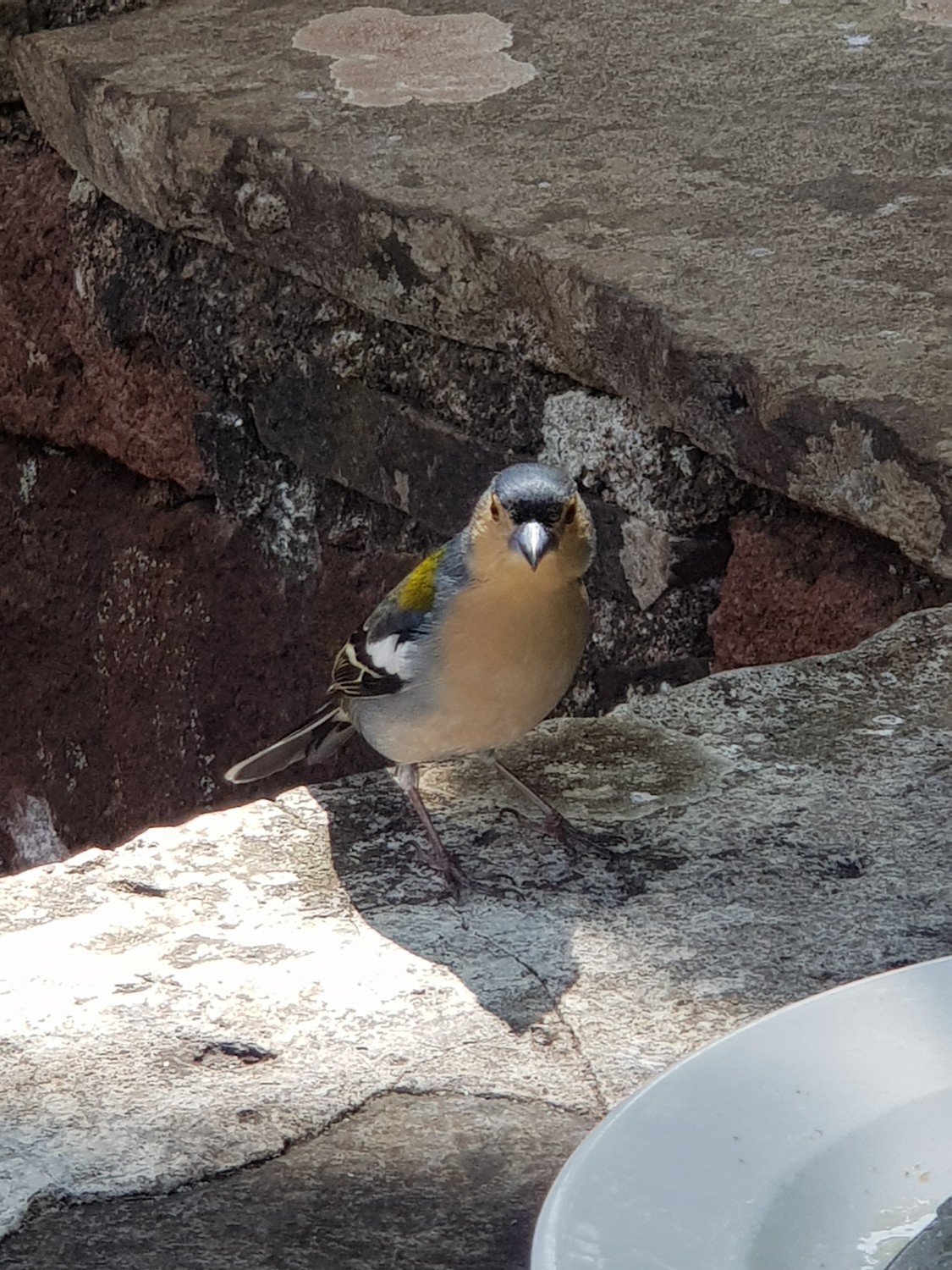 livebirdspoland_bede053d793ee50502d1230840d77a06.jpg