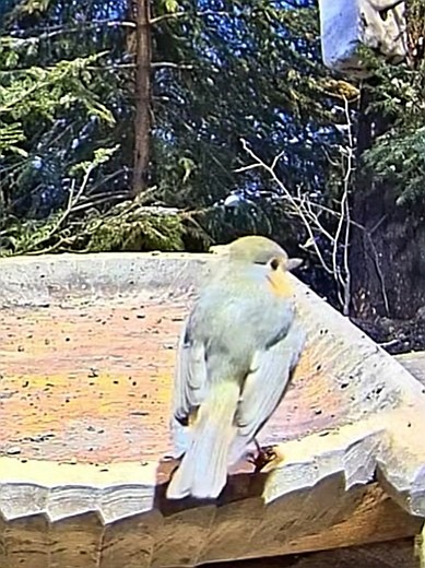livebirdspoland_1b26b90360ab40252d704bf40bb58e17.jpg