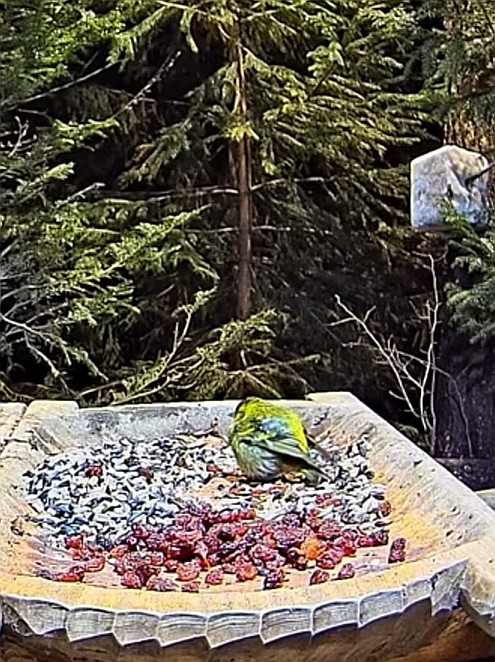 livebirdspoland_9089bcc65f8e441b53e46038f14d70fb.jpg