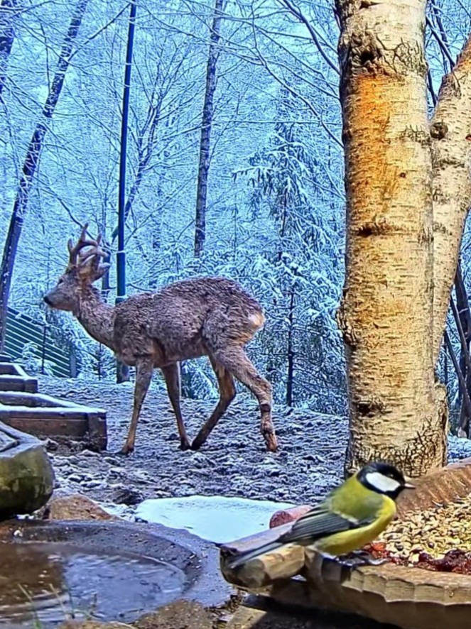 livebirdspoland_633b54b2e7f70b037880fc428a9dbb2d.jpg