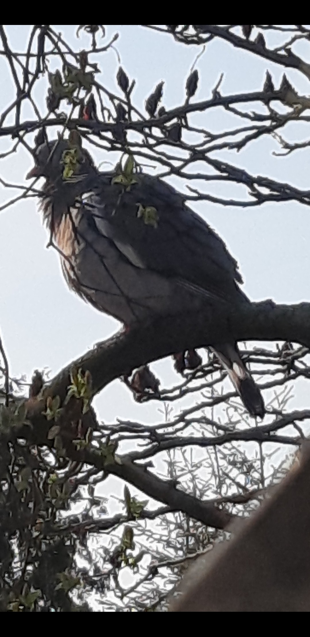 livebirdspoland_80e62b7357280da68ad111d550c32834.jpg