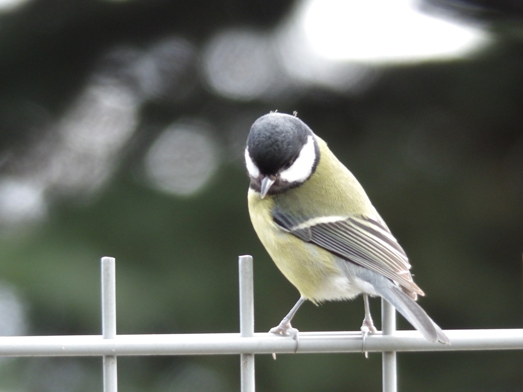 livebirdspoland_dcf217bc6c45ab5a14a6db155bbe887e.jpg