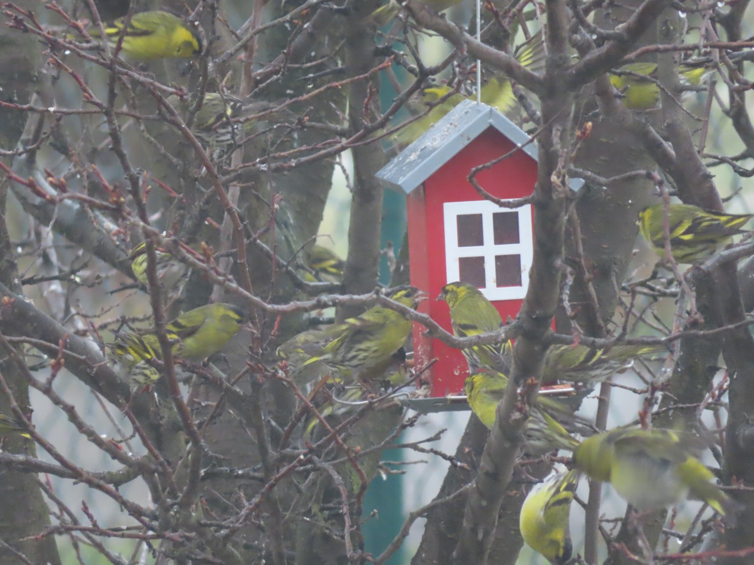 livebirdspoland_4bf0f1e9854bece8b5a96b07e26ae8e4.jpg