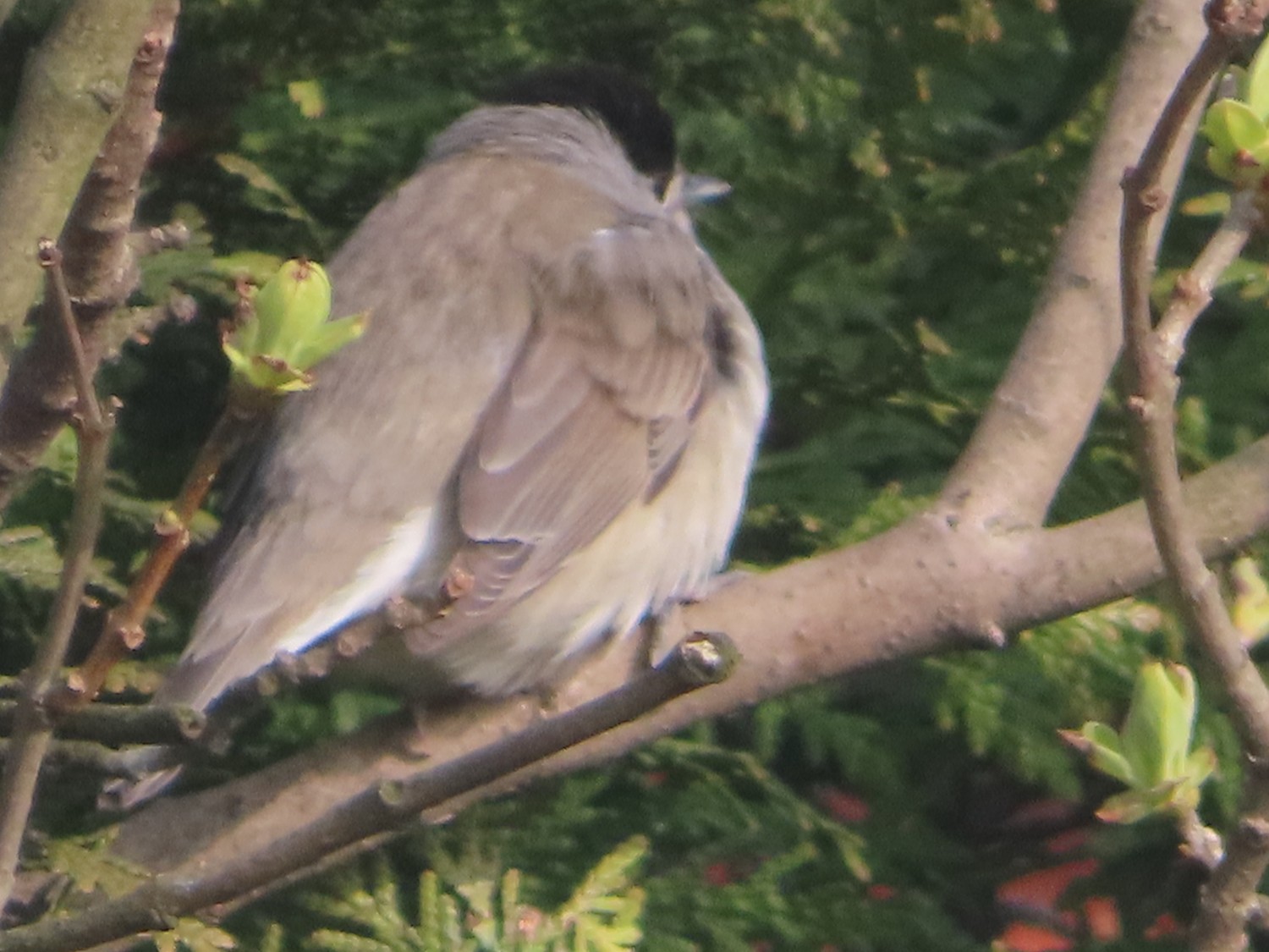 livebirdspoland_b31aa85e78911bbd2e801d529ea92417.jpg