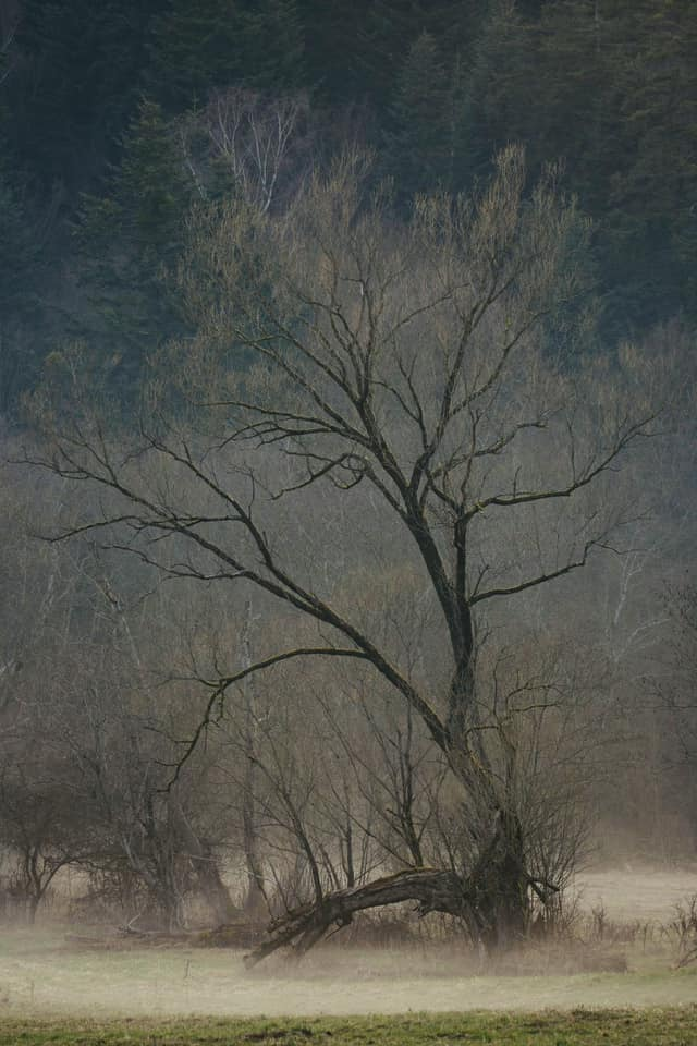 livebirdspoland_37d89fb763cfe3f686ea68523afdab23.png
