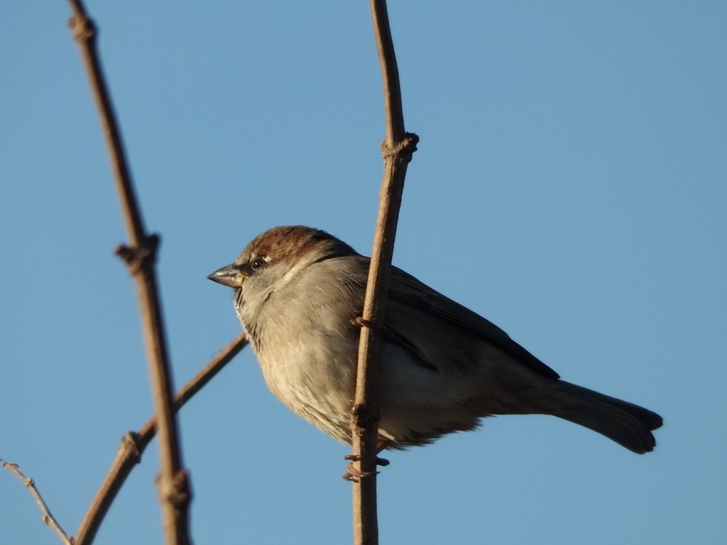livebirdspoland_8e3222d5342c4a64018a968b604f3e6f.jpg