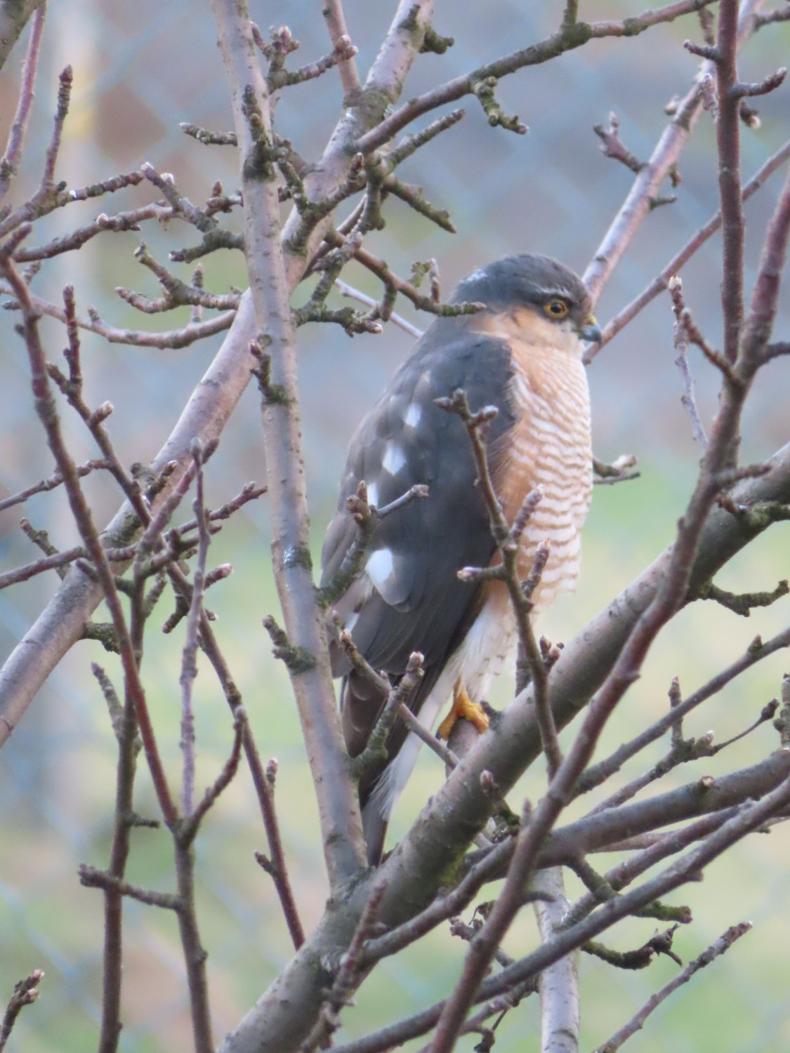 livebirdspoland_f0015b7434ab4e755f682495b76b3fd1.jpg