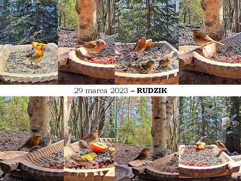 livebirdspoland_566b7ee69417726fd16bfc741f93f957.jpg
