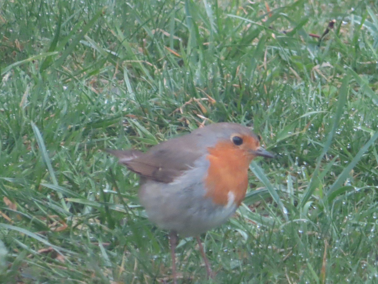 livebirdspoland_292de5a7452c7ff15e5e119ab21aa11a.jpg