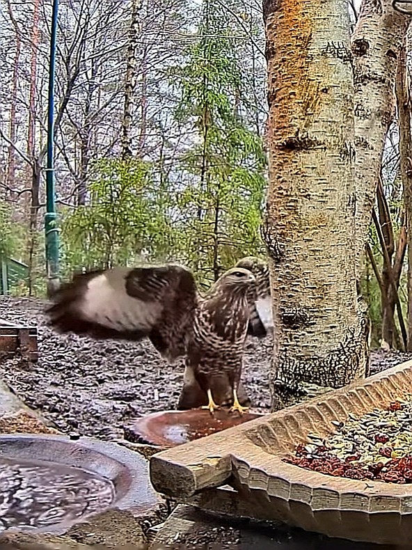 livebirdspoland_a008757d5964278ed53034890d1c0997.jpg