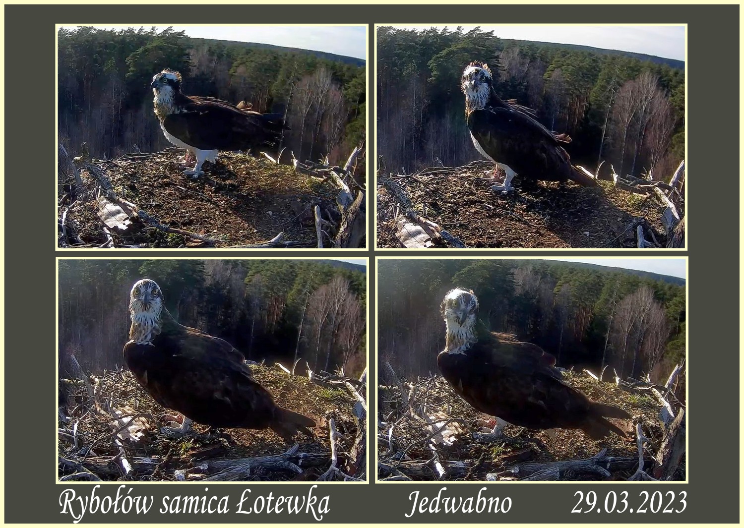 livebirdspoland_922ec578bfece5cc3543c0ee205b9fc2.jpg