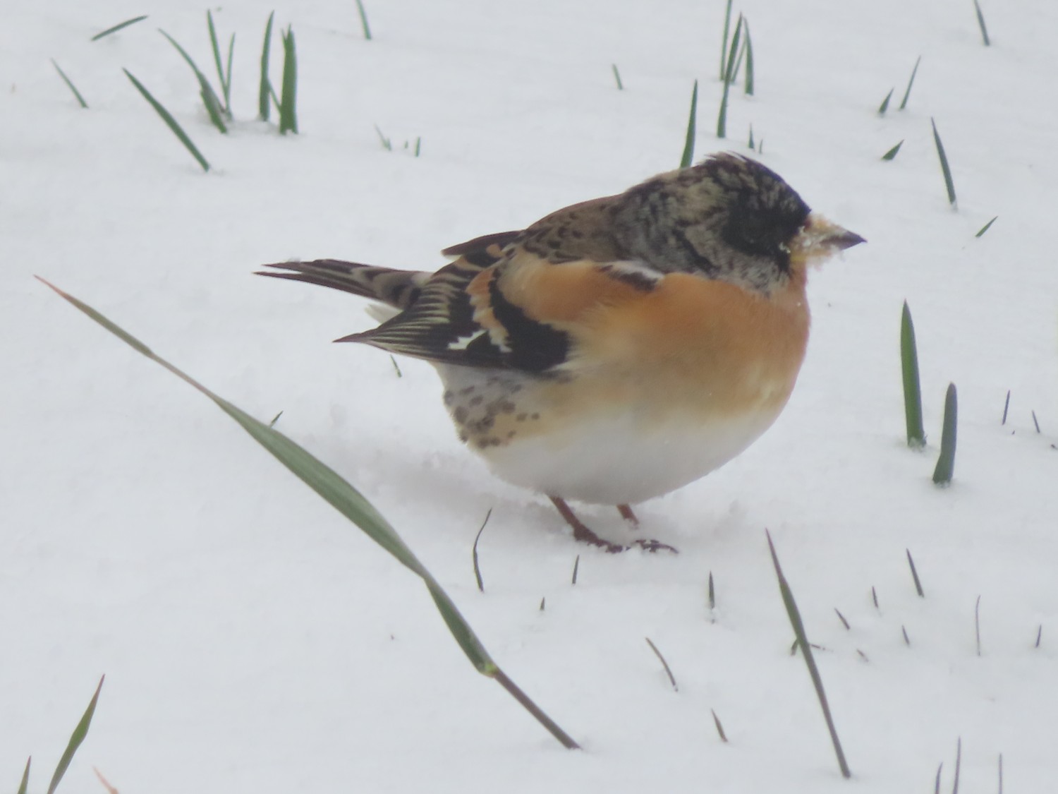 livebirdspoland_40647a6ae543e6b1dff9fdc8ec332409.jpg