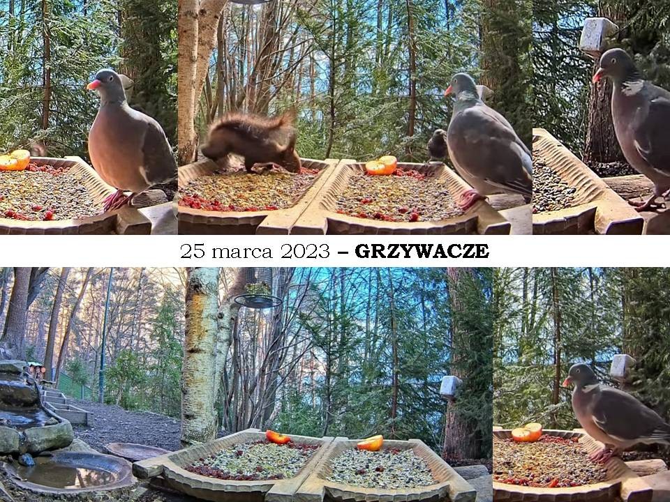 livebirdspoland_109156e8cdf08a81e44bff2dd45ae2ad.jpg
