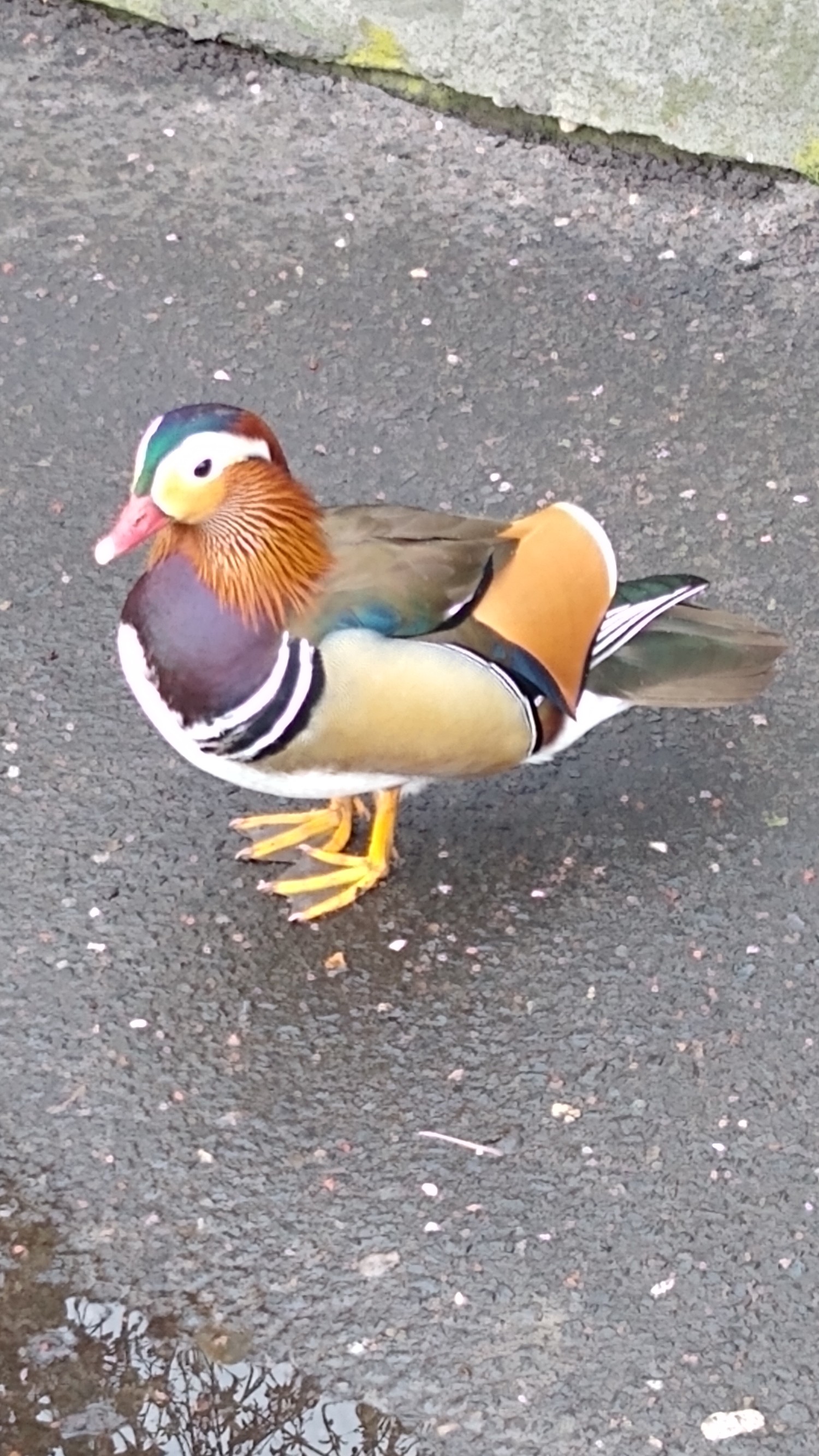 livebirdspoland_5e23089f879715e964a8e6e696cdc68b.jpg