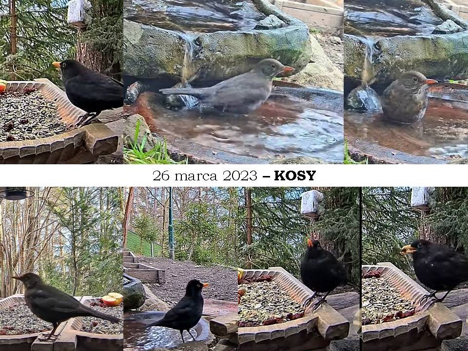 livebirdspoland_888f253c0f197501603e18426212df9e.jpg