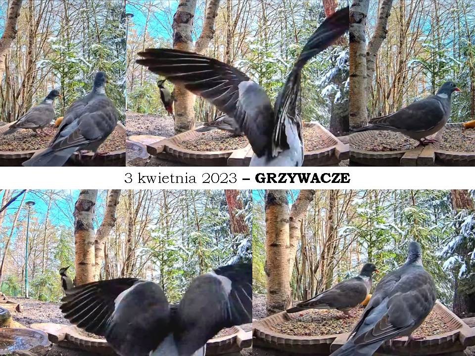livebirdspoland_3fa33b6af5a37f8bbeef23d0daab1ef9.jpg