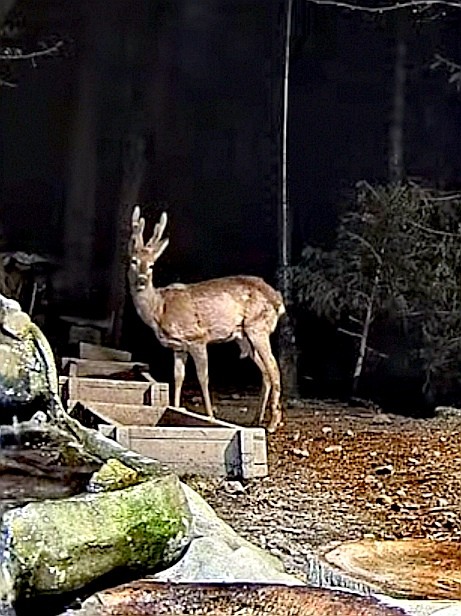 livebirdspoland_3994341299db3c9ac9332bdeb822e08b.jpg