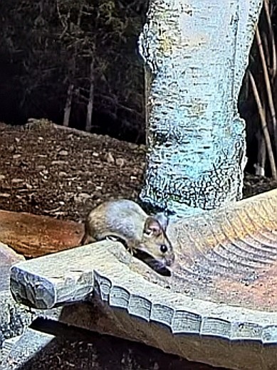 livebirdspoland_f5c8182dc8c2160f19a247d43c6b107d.jpg