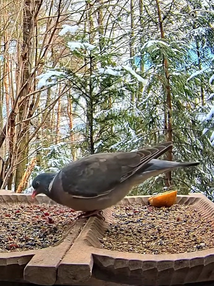 livebirdspoland_781431a83dd9d8385964e76f144431ef.jpg