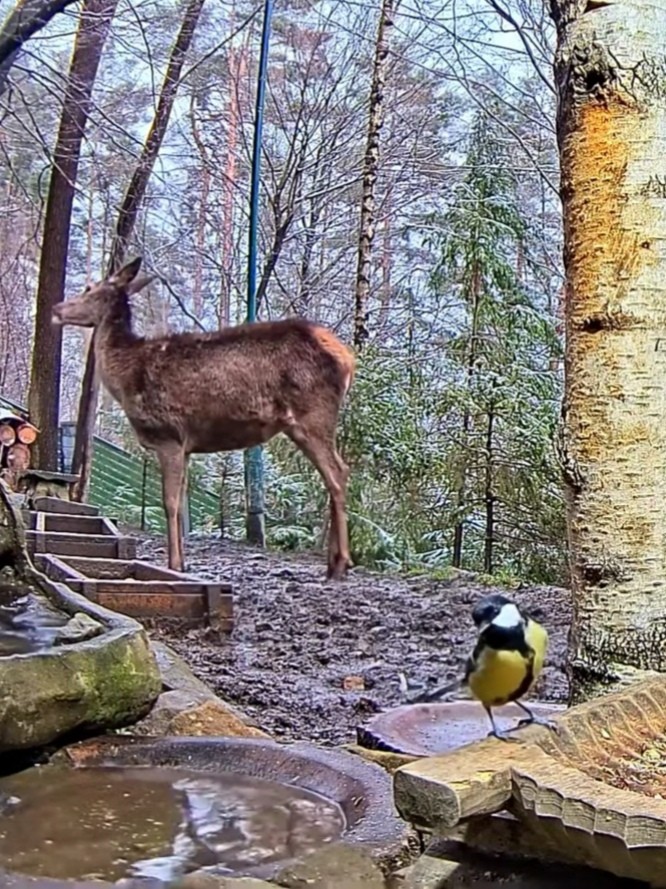 livebirdspoland_9ed73f689ab0dfa788ea6349e5aaa63a.jpg