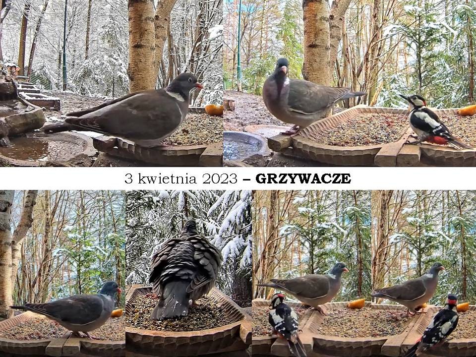 livebirdspoland_469ccc5b7eab2bc85fd2b3aa9be385a1.jpg