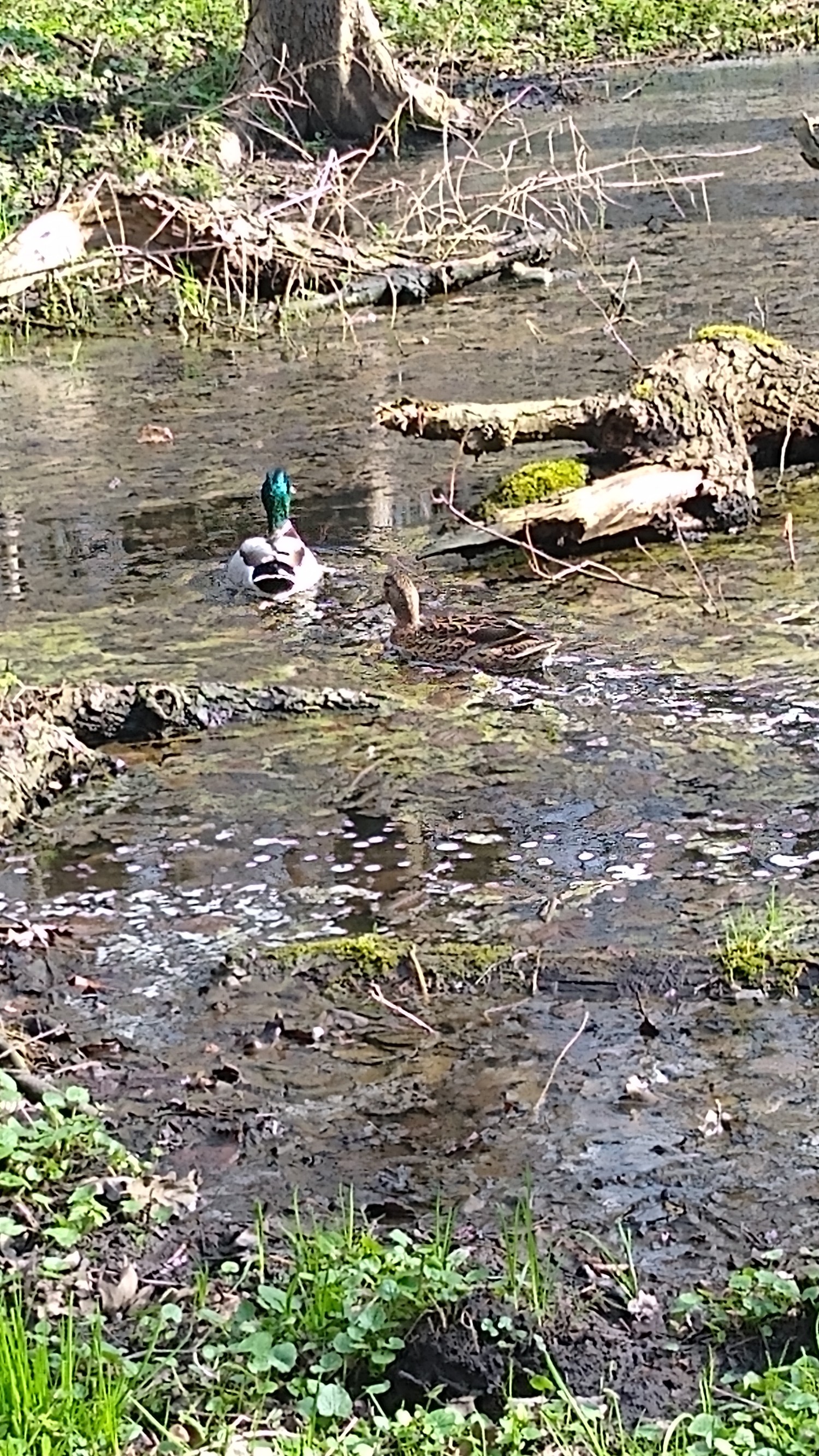 livebirdspoland_db2b7c5582359479a7cbd0453a5248c9.jpg