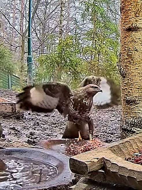 livebirdspoland_ea13f771556ff54c461eb4fb45e03f93.jpg