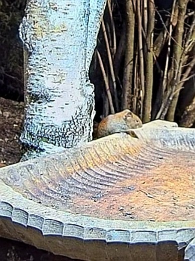 livebirdspoland_5cb0040c7ad3a2c77f06b42eea7e6815.jpg