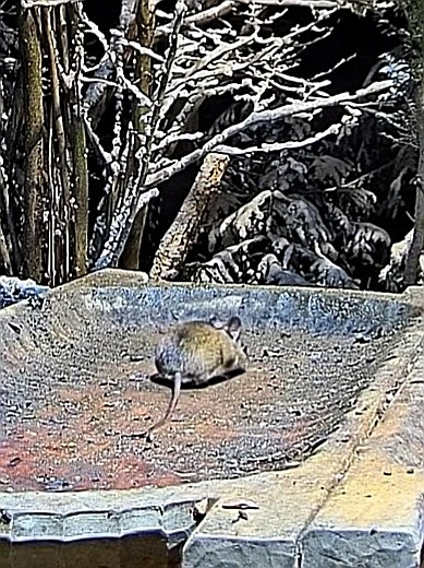 livebirdspoland_c95b7f59fec61fb6b6124225b46820f3.jpg