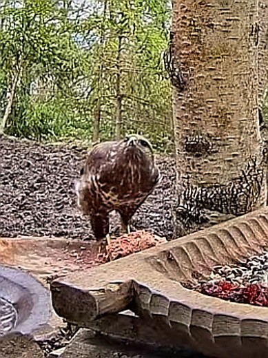 livebirdspoland_66f88abc6c507c502bc0181c299e87ad.jpg