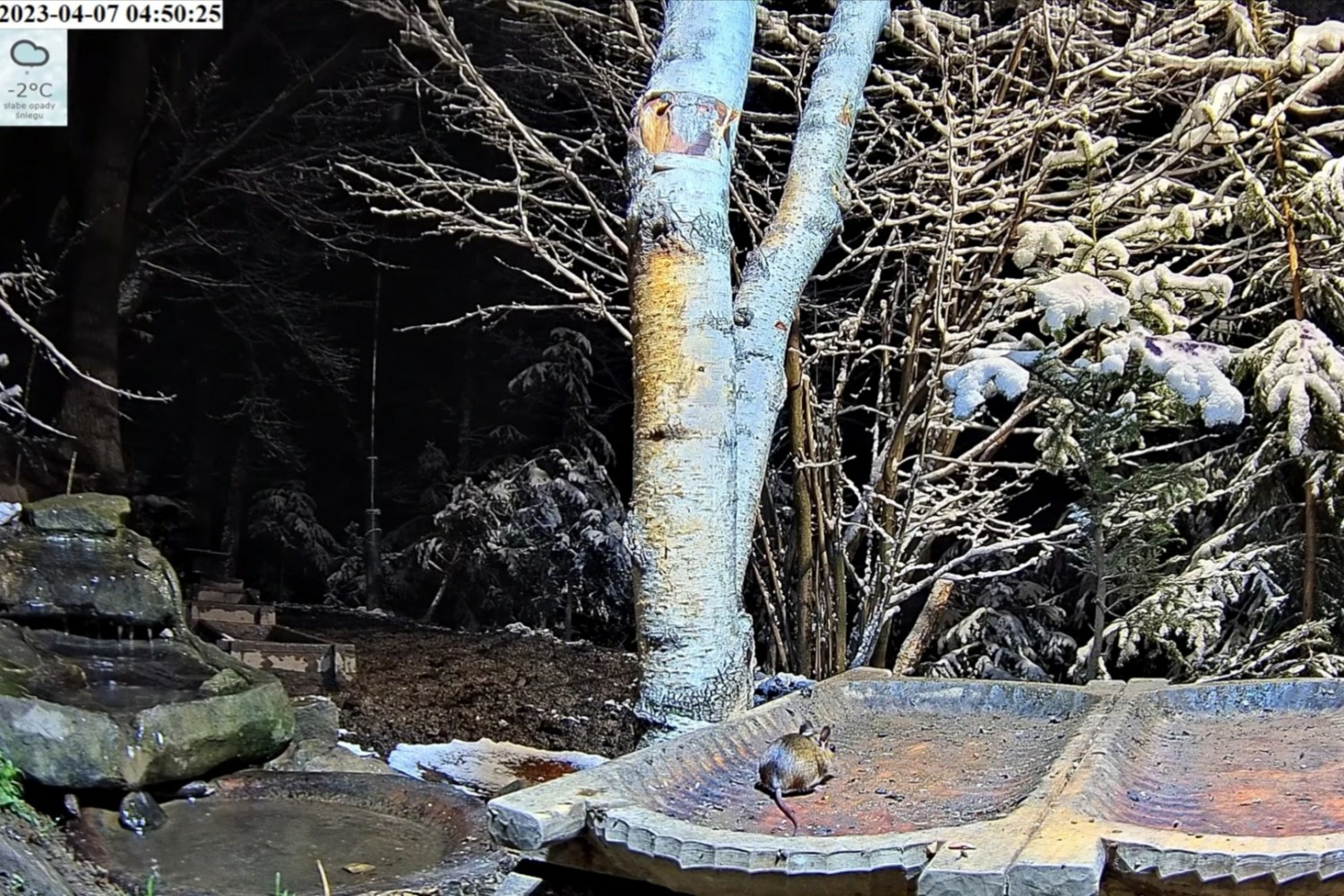 livebirdspoland_babb157ef6f8894c02c69f6b4a55fc30.jpg