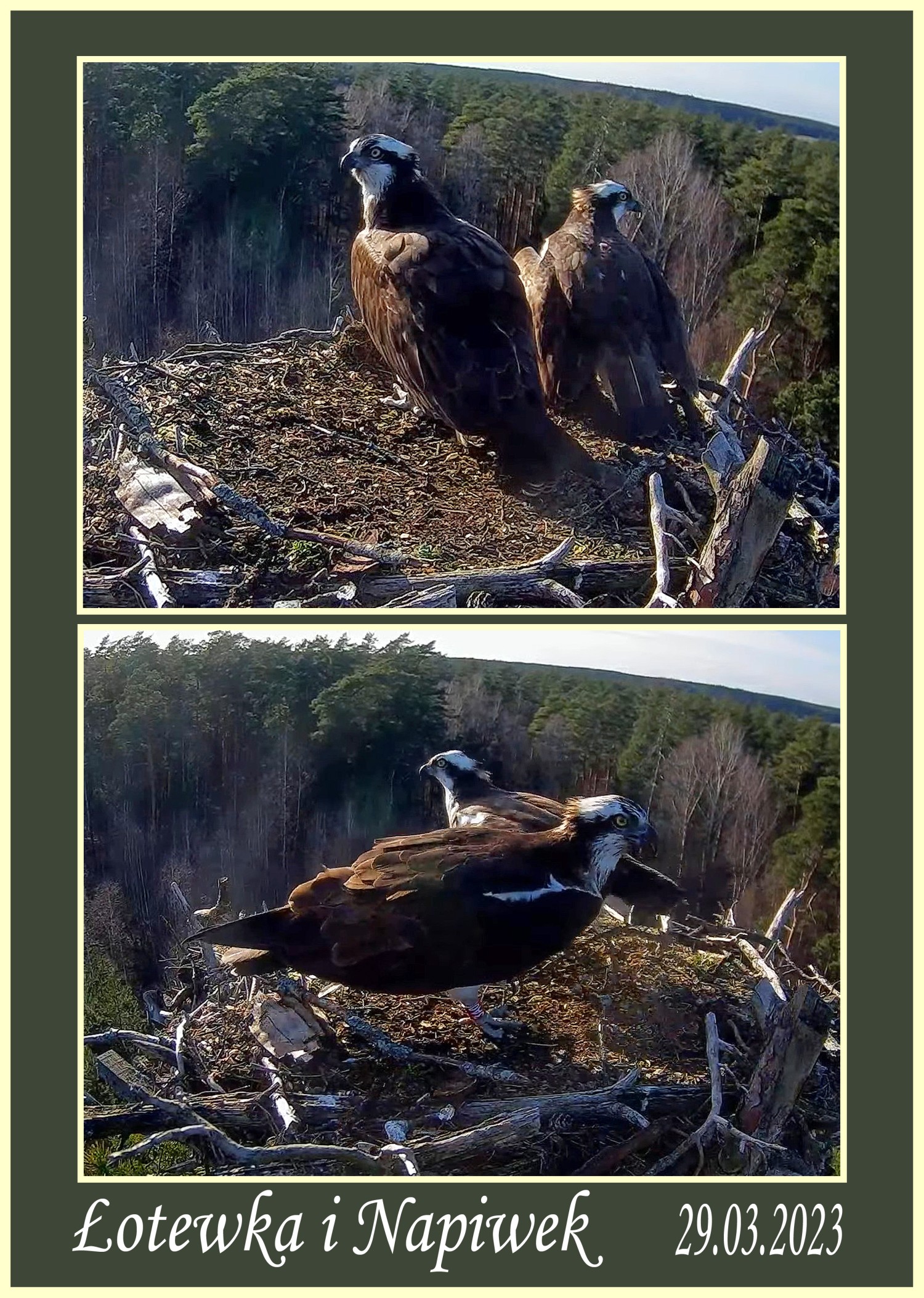 livebirdspoland_86c316eb20c79ac03539ce7c6fab0d5c.jpg