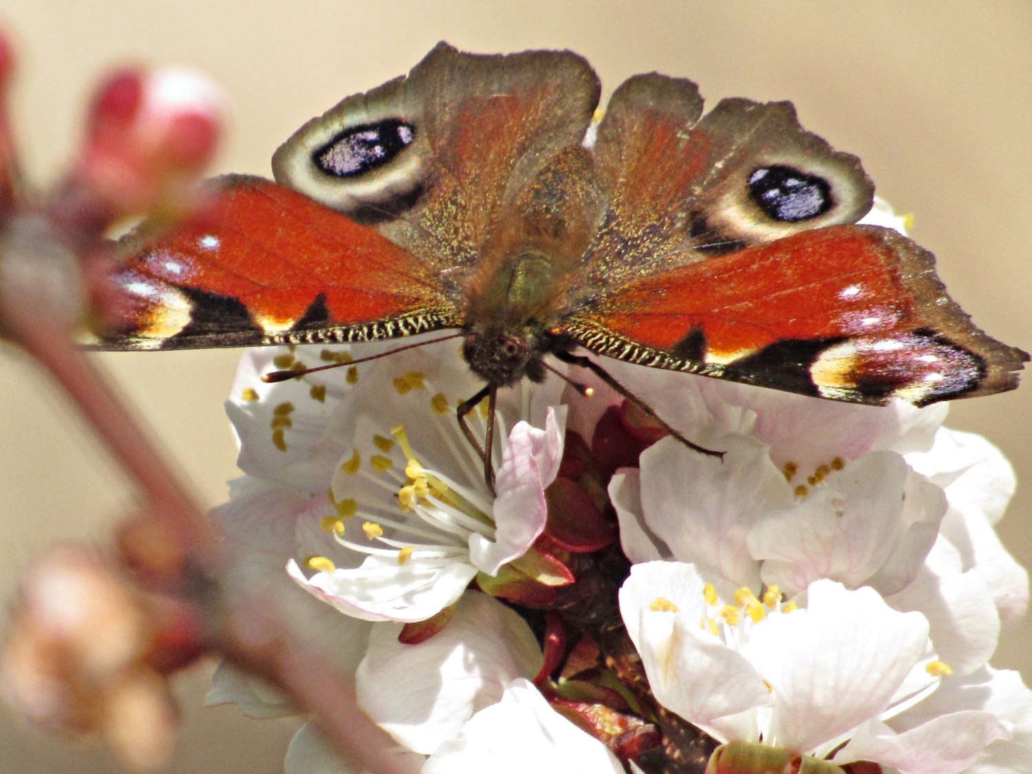 livebirdspoland_a92f0bd436c86f4a80c65a6b17dd8a10.jpg
