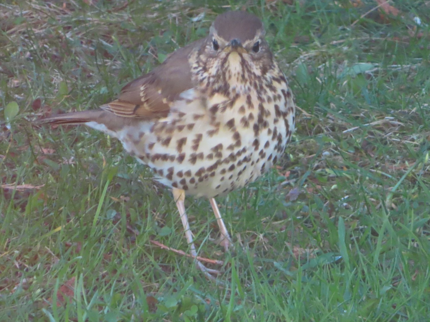 livebirdspoland_ab9c582af4c074aa87ffc42e5a9344fa.jpg