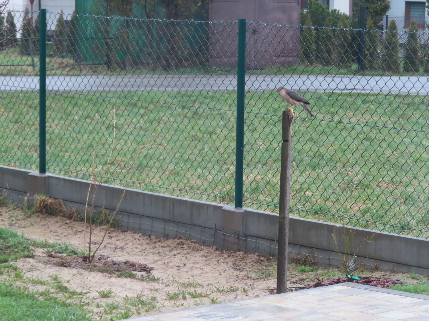 livebirdspoland_1a08d57e52576ea4892baa6e2e31df12.jpg
