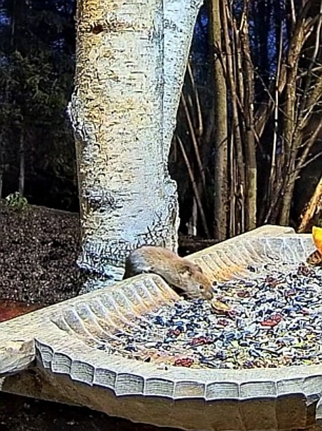 livebirdspoland_f89f047e8a9608817be02926f351f4e3.jpg