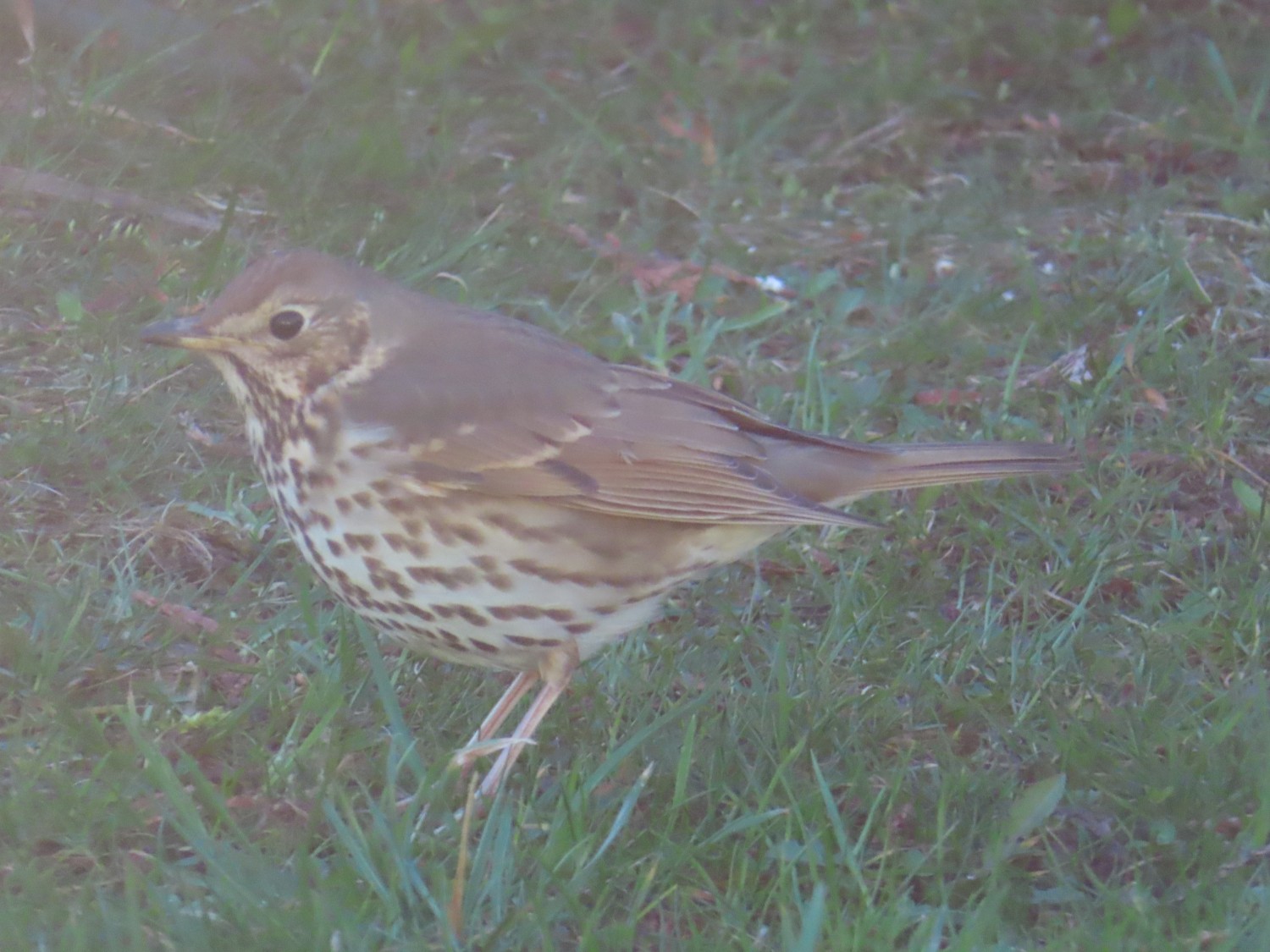 livebirdspoland_417d79086b1e5b549fab0c1d60fd7db2.jpg