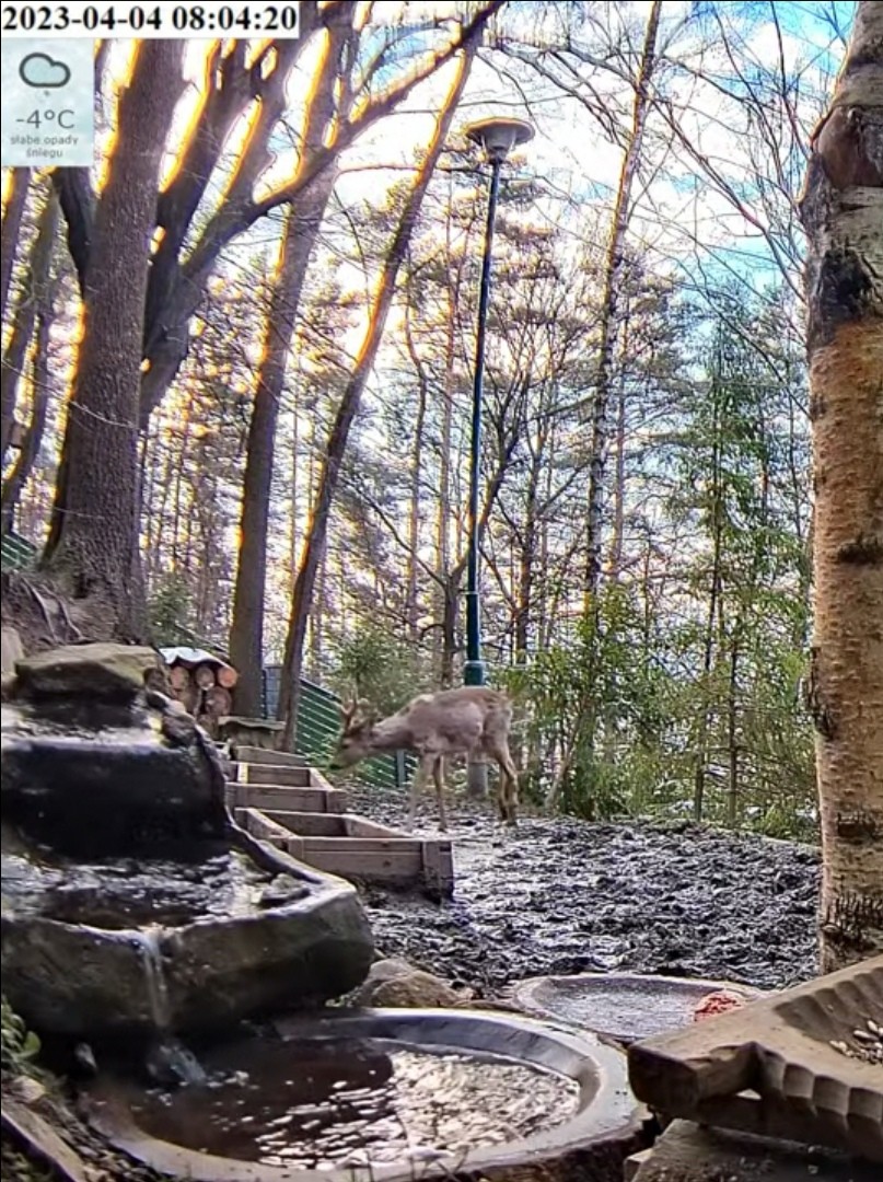 livebirdspoland_c5a8150f40a7ee0e907c09b6d0b84351.jpg