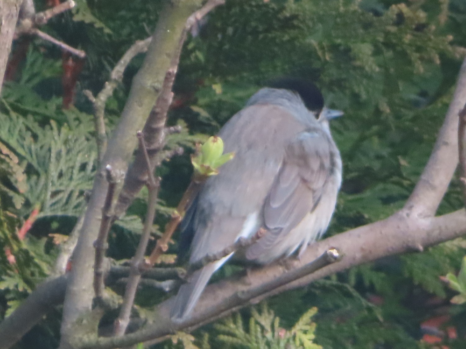 livebirdspoland_c949988bb6ef5676f514d576e8a25da5.jpg
