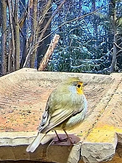 livebirdspoland_155b58a2afa81fab361128f489e7ede7.jpg